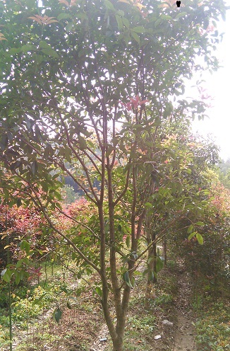 Ҷʯ